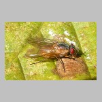 Phaonia rufiventris - Echte Fliege w01.jpg